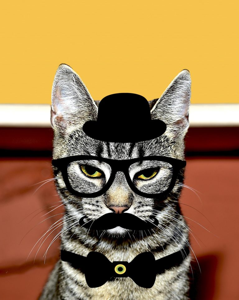 Somebody-that–i used-to-know_as_a-cat